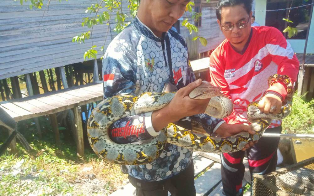 Ular Piton Masuk Perangkap Ikan Warga Pahandut Seberang