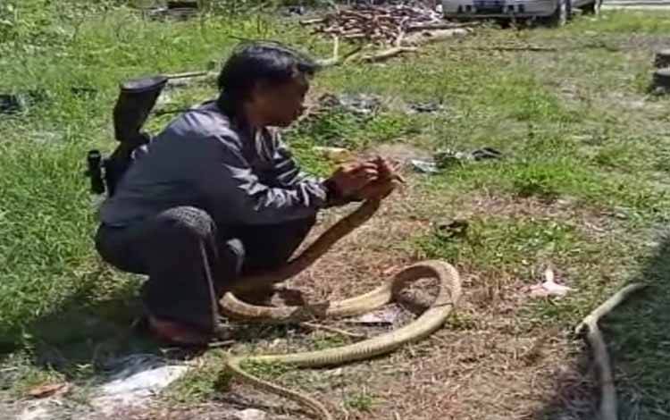 Ular King Cobra 3 Meter Satroni Rumah Warga Batu Belaman