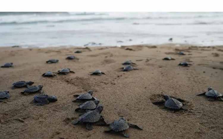 Ratusan Tukik Dilepasliarkan di Pantai Trenggalek
