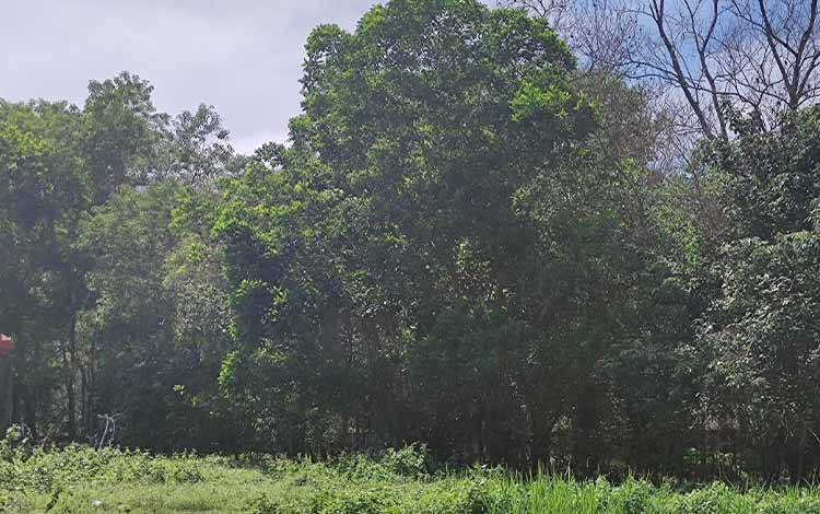 Kawasan hutan Kalteng. Sebagai langkah mendukung program pengendalian perubahan iklim melalui pengurangan emisi GRK, Provinsi Kalimantan Tengah telah berupaya dalam pengurangan emisi gas rumah kaca. (FOTO: HERMAWAN)