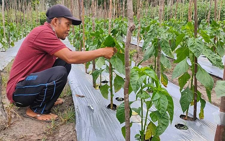 Anggota Poktan Sabar Subur di Barito Timur Kembangkan Cabe Varietas Kaliber