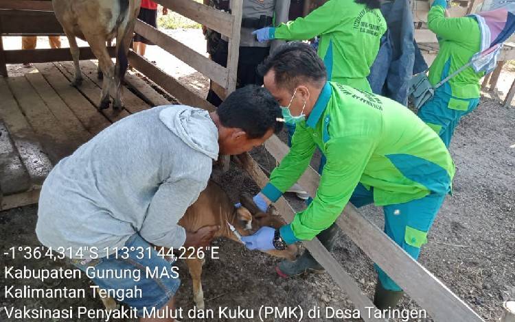 Ratusan Sapi di Gunung Mas Sudah Divaksin PMK Dosis Pertama