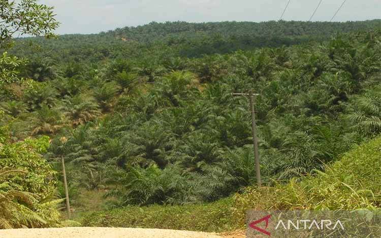 Pemkab Barito Timur Verifikasi CPCL Pengembangan Sawit Masyarakat