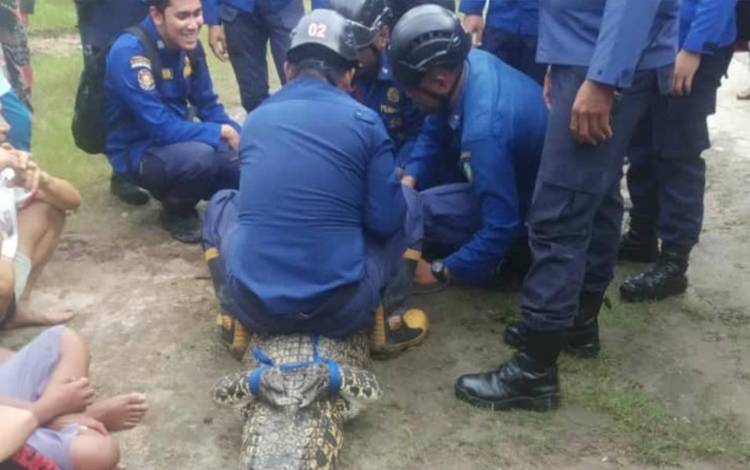 Buaya Muara Sepanjang 2 Meter Ancam Keselamatan Warga Jalan Antang Barat Sampit?