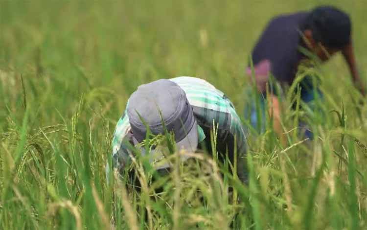 Pemkab Pulang Pisau Tetapkan Perda Perlindungan Lahan Pertanian