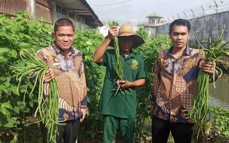 Program Pembinaan di Bidang Perkebunan, Rutan Kapuas Panen Kacang Panjang