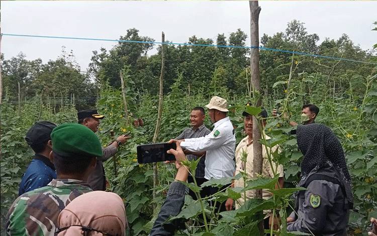 DKPP Sukamara Atur Pola Penanaman Cabai Dalam Gerakan Tanam Cepat Penen