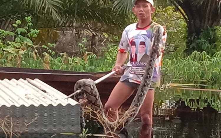 Ular Sawa Mangsa Ternak Warga di UPT Tanggul Harapan