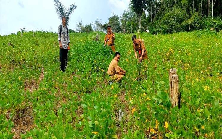 Poktan Kenangan Jaya Desa Payang Coba Tanam Kedelai