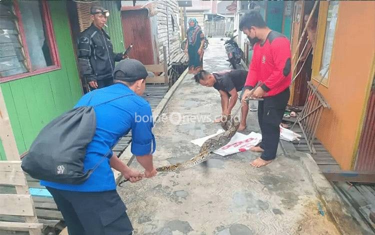 Tim Damkar dan Penyelamatan Kota Palangka Raya saat mengevakuasi ular? yang masuk kandang warga.?(Foto : Agus Fataroni M)