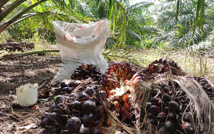 Pemprov Kalteng Komitmen Dukung Program Sawit Berkelanjutan