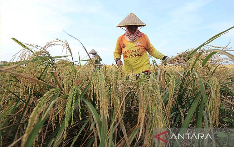 Menjaga Keperkasaan Pertanian, Melanjutkan Swasembada Beras