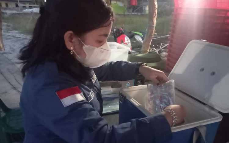 Pengemasan sampel udang vaname. Dislutkan Kalteng pastikan keamanan hasil budidaya dengan mengirimkan sampel uji udang ke laboratorium. (FOTO: IST)