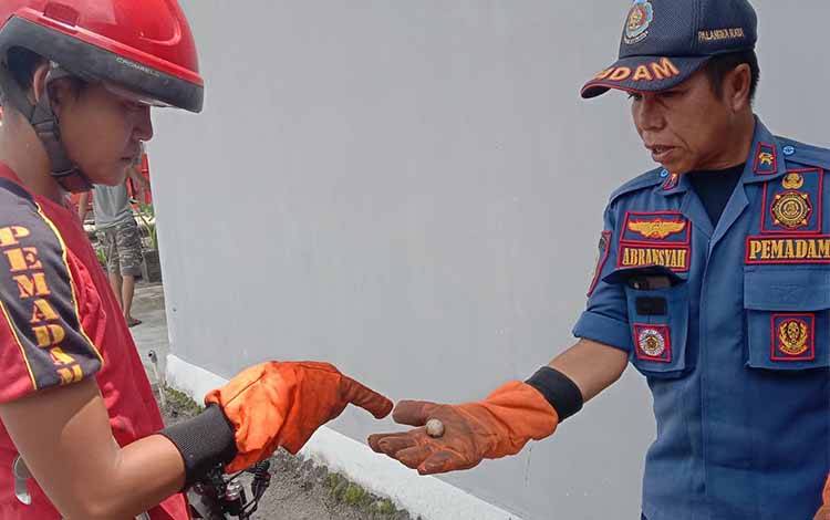 Ular Cobra Diduga Bersarang di Rumah Warga