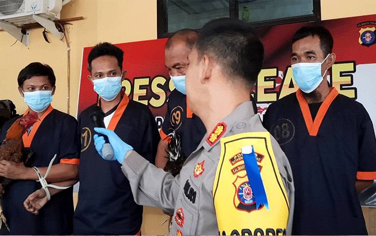 Tempat Sabung Ayam di Pangkalan Banteng Digerebek, 4 Tersangka Digelandang ke Polres Kobar