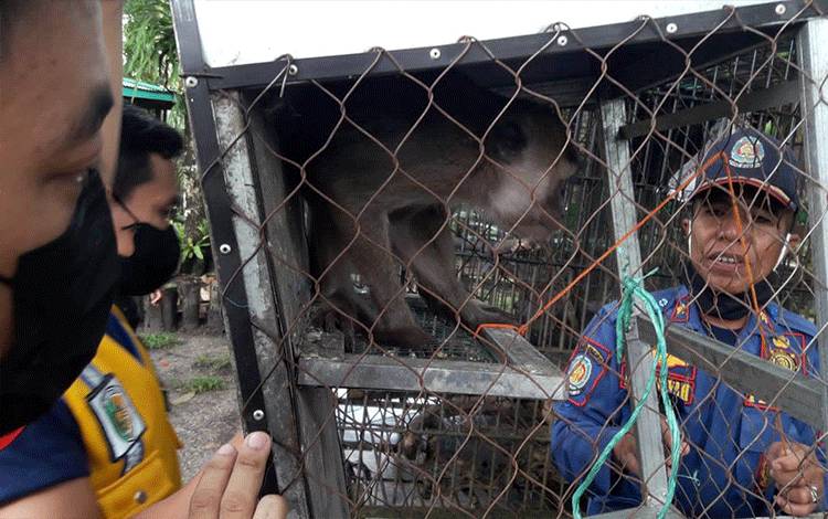 Monyet Ekor Panjang Diserahkan ke BKSDA
