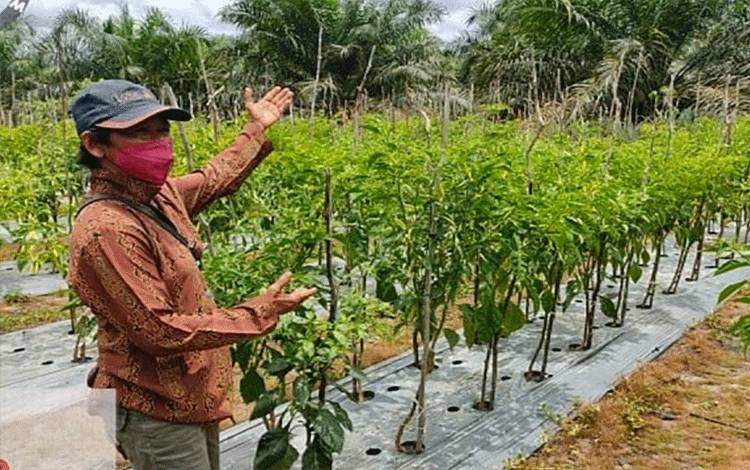 BPP Paju Epat Adakan Pelatihan Budidaya Cabai di Desa Siong