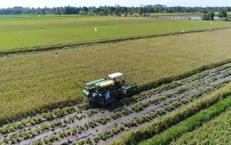 Ketua Komisi II DPRD Kalteng Nilai Program Food Estate Berhasil