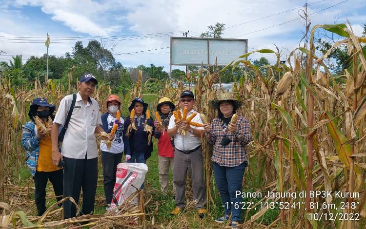 Kepala Dinas Pertanian Kabupaten Gunung Mas Letus Guntur (dua dari kanan) bersama dengan BP3K kurun saat panen jagung hibrida pada Rabu 12 Oktober 2022. (FOTO: DINAS PERTANIAN)?
