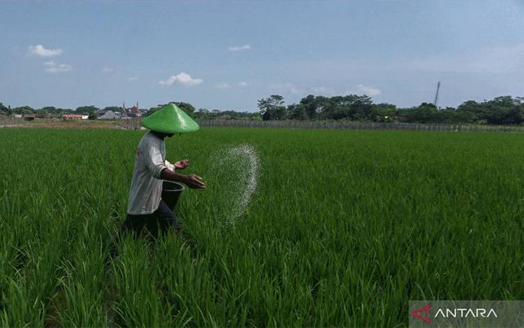 Dapatkan Pupuk Subsidi Harus Terdaftar SIMLUHTAN dan Punya Kartu Tani, Ini Penjelasan Distan Kobar