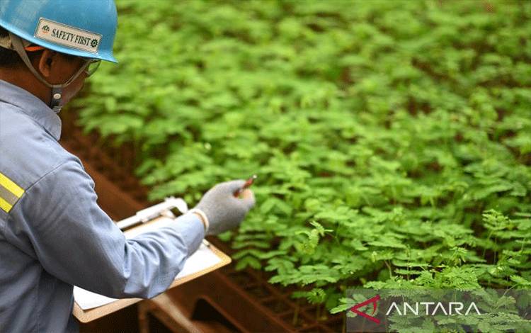 Pekerja ANTAM memeriksa bibit pohon yang hendak ditanam di lahan reklamasi tambang. (ANTARA/HO-MIND ID)