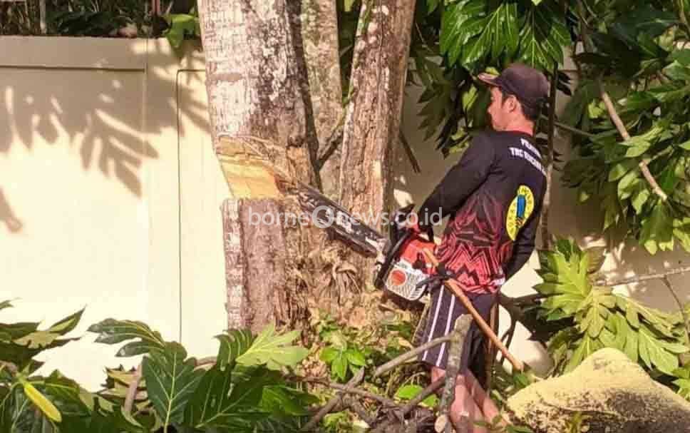 Cuaca Ekstrem, Warga Diminta Waspadai Pohon Tumbang