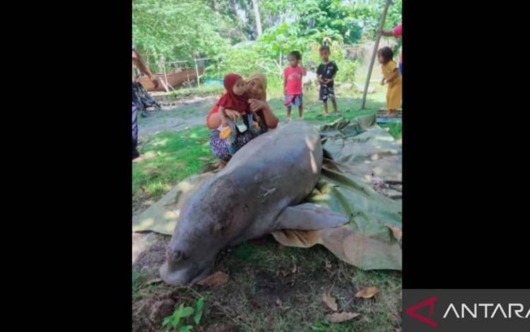 Tangkap layar kiriman gambar warga kondisi dugong mati di Pulau Subi, Natuna, Kepri, Kamis (20/10). (ANTARA/Cherman)