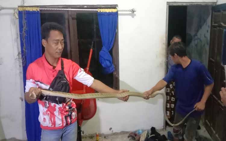 King Cobra Masuk Kamar Tidur Warga