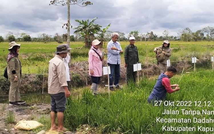 Kalteng - BBPadi Kerja Sama Sukseskan Pralisensi Padi Hibrida