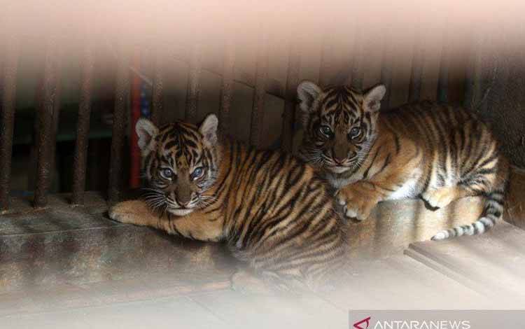 Seekor Anak Harimau Masuk Perangkap di Pelalawan