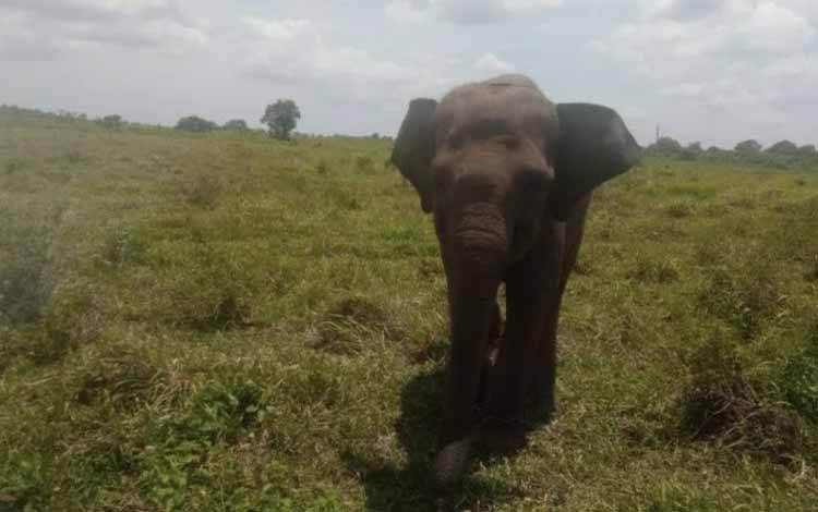 Gajah Way Kambas Lukai Warga Desa Tambah Dadi Lampung Timur