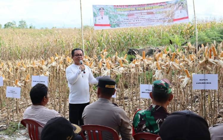Puluhan Hektare Lahan di Gunung Mas Sudah Ditanami Jagung Hibrida