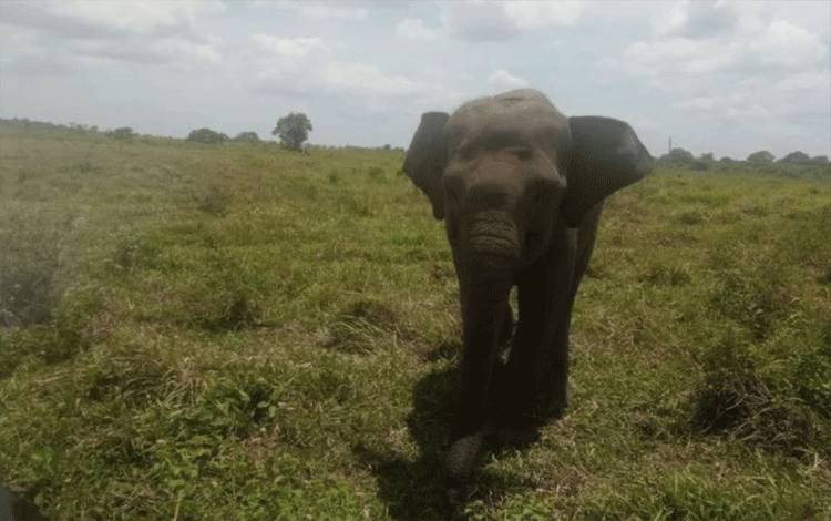 Seorang Warga Tewas Diserang Gajah Liar