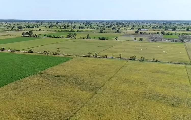 Gubernur Ajak Manfaatkan Peluang Program Food Estate?