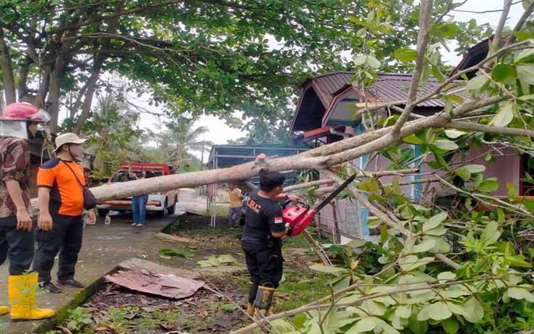 TRC BPBD Kapuas Evakuasi Pohon Tumbang di Jalan Seroja