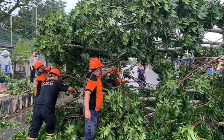 Angin Kencang Disertai Hujan Tumbangkan Pohon di Dekat Stadion Panunjung Tarung Kapuas