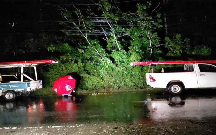 Pohon Tumbang di Amuntai, Pasokan Listrik ke Barito Timur Terputus