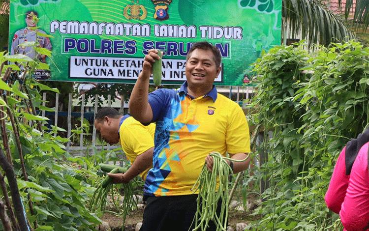 Kapolres Seruyan AKBP Gatot Istanto saat panen sayuran di Kebun Ketahanan Pangan Polres Seruyan (Foto : Polres Seruyan)