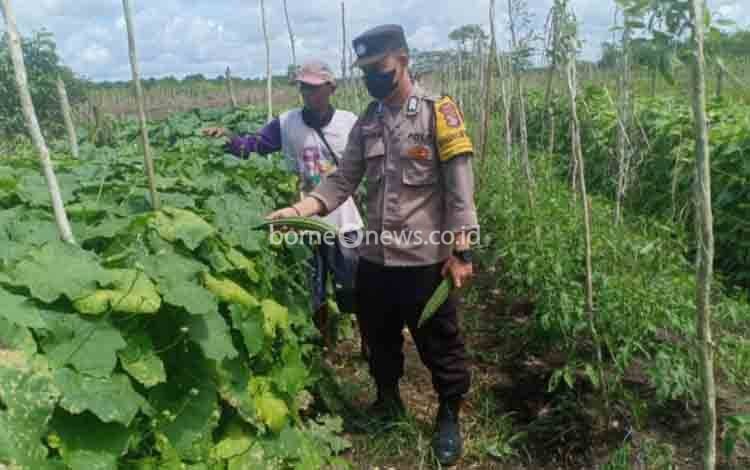 Sambangi Kebun Sayuran Warga, Anggota Polsek Basarang Dorong Tingkatkan Produktifitas Pertanian