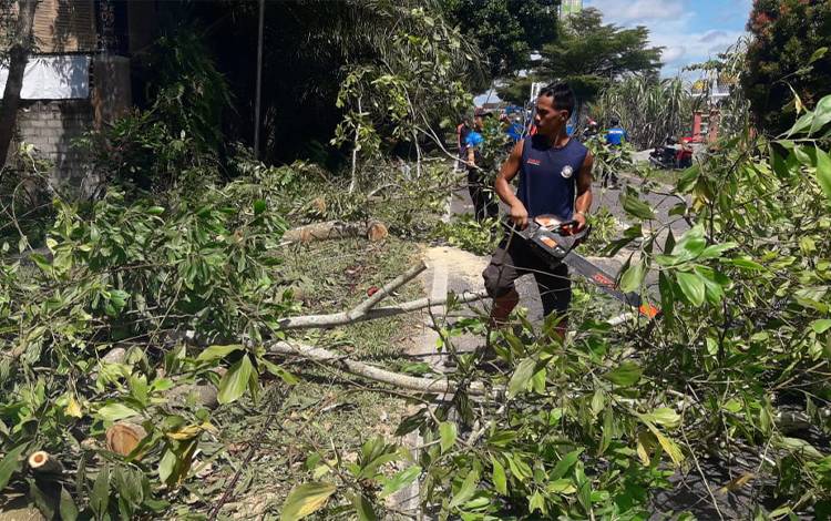 Damkar dan BPBD Bersihkan Pohon Tumbang Usai Memakan Korban