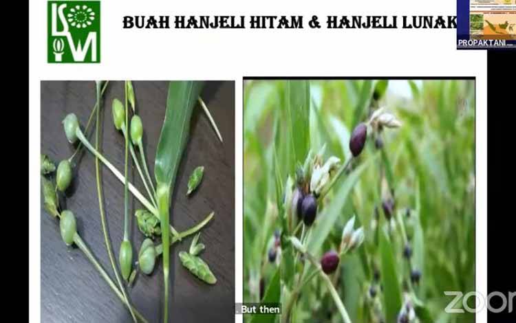 Komoditas Hanjeli Dinilai Bisa Jadi Alternatif Pangan Pokok