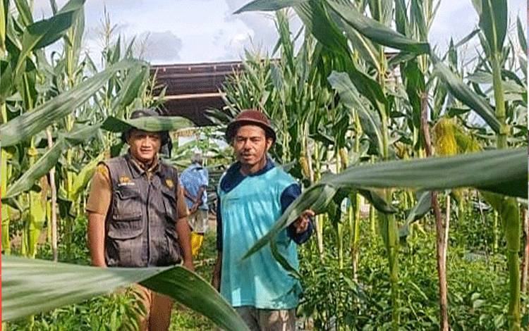 BPP Paju Epat dan Duta Petani Milenial Kunjungan Monev pada Lahan Budidaya Tumpangsari