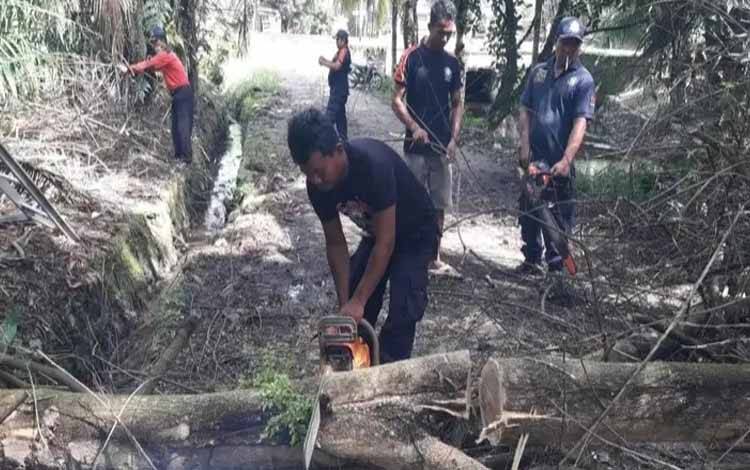 Rescue Terus Patroli Pohon Rawan Tumbang