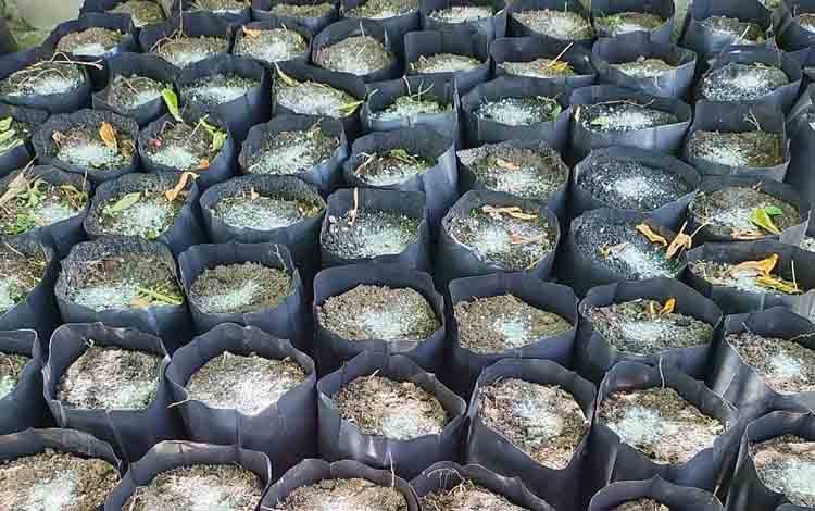 Gapoktan Sido Hante Desa Siong Mulai Pembibitan Komoditas Hortikultura