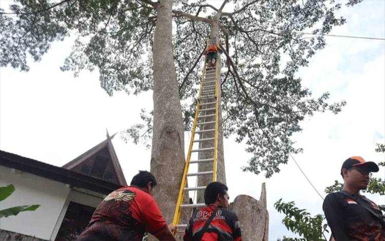 BPBD Palangka Raya Tebang Pohon Besar Rawan Tumbang