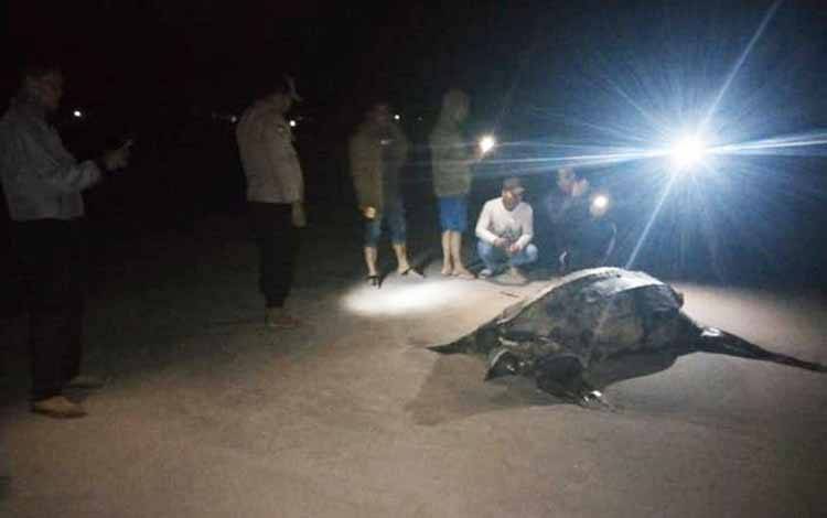 Penyu Belimbing Ditemukan Mati di Pulau Simeulue