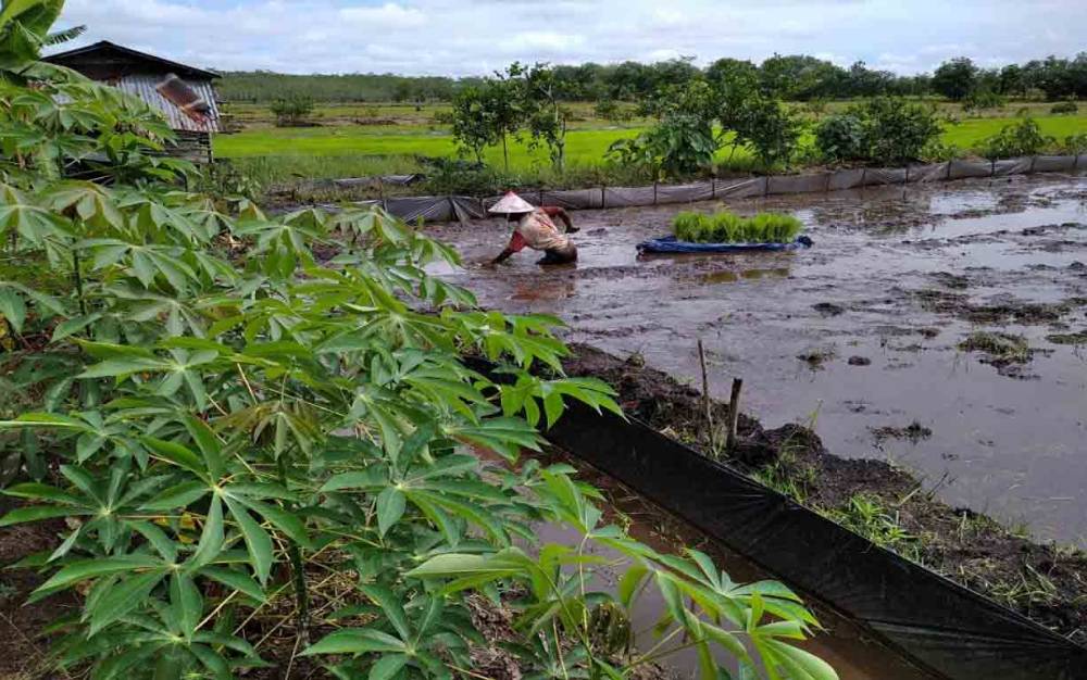 Pengolahan lahan pertanian. Kepala Dinas Tanaman Pangan, Hortikultura dan Peternakan (TPHP) Provinsi Kalteng Hj. Sunarti mengajak kaum milenial tak malu menjadi petani. (FOTO: IST)