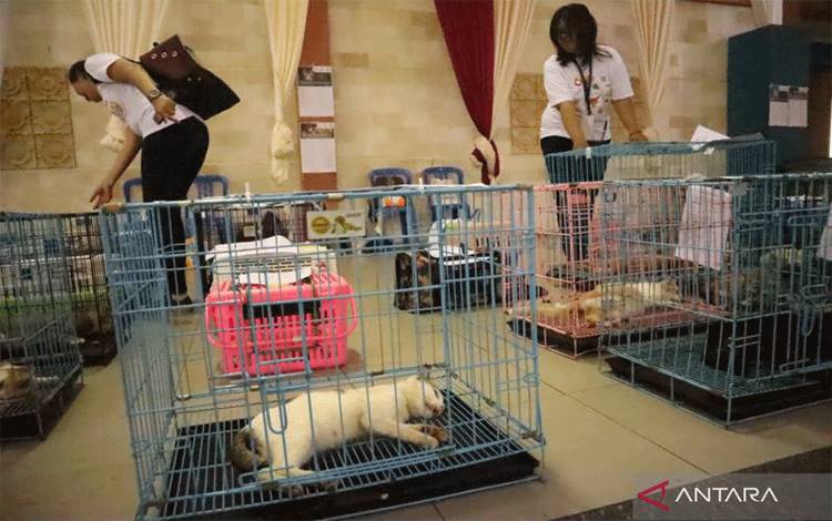 Agar Kota tak Dipenuhi Kucing Liar dan Aman dari Rabies