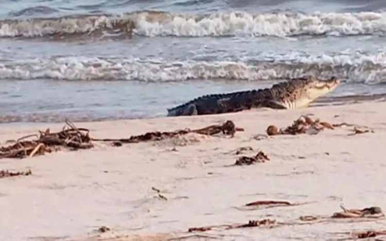 Buaya Muara kembali Menampakan Diri di Pesisir Pantai Sungai Bakau