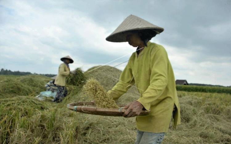 Permintaan Yasin Limpo ke Bulog, Serap Gabah Petani Jangan Rusak Kebahagian dengan Harga Tidak Layak